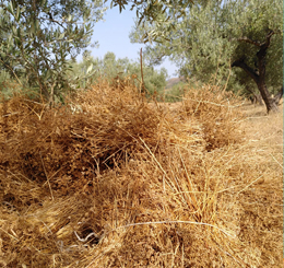 Production coriandre tunisienne - coop SMAC Lella Kmar el Baya